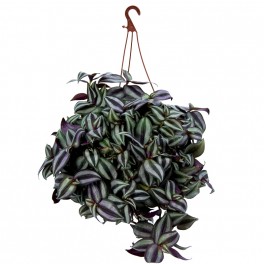 Tradescantia zebrina (maceta 13 cm ø)