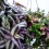 Tradescantia zebrina (test 14 cm ø)