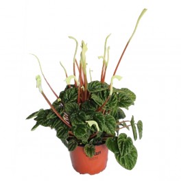 Peperomia caperata