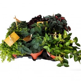 Safata de peperomia i pilea variada (test 10,5 cm Ø) (6 unitats)