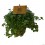 Safata de peperomia i pilea variada (test 10,5 cm Ø) (6 unitats)