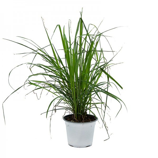 Citronela Planta O Cymbopogon Germigarden