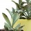 Kalanchoe tomentosa (test 9 cm ø)