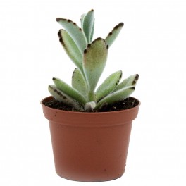Kalanchoe tomentosa (test 9 cm ø)