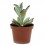 Kalanchoe tomentosa (test 9 cm ø)