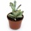 Kalanchoe tomentosa (test 9 cm ø)