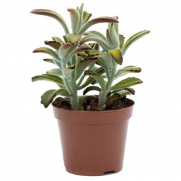 Kalanchoe tomentosa (test 9 cm ø)