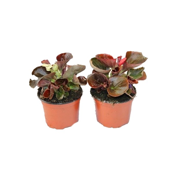 Begonia de verano por 1,30€ en Germigarden