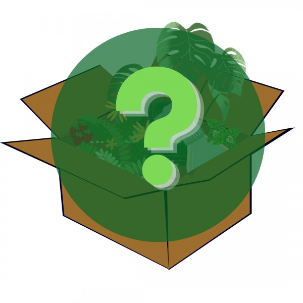 GermiBox anual: caixa surpresa de plantas e acessórios
