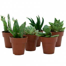Cactus (maceta 5,5 cm ø)