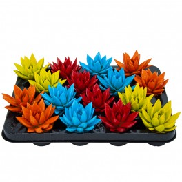 Echeveria puntes pintades variades (test 5 cm ø)