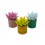 Echeveria puntes pintades variades (test 5 cm ø)