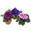 Violette Africaine ou Saintpaulia (pot de 12 cm ø)