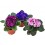 Violette Africaine ou Saintpaulia (pot de 12 cm ø)