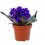 Violette Africaine ou Saintpaulia (pot de 12 cm ø)