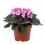 Violette Africaine ou Saintpaulia (pot de 12 cm ø)