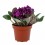 Violette Africaine ou Saintpaulia (pot de 12 cm ø)