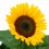 Flor Girassol