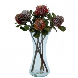 Protea banksia coccinea
