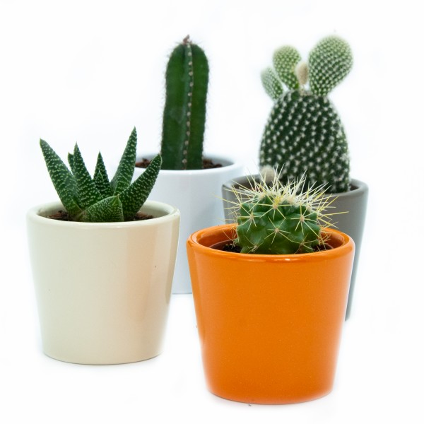 Maceta de cerámica Kaktus