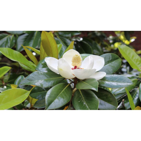 Magnolia grandiflora (maceta 23 cm Ø) (magnolio perenne) - Germigarden