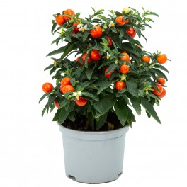 Solanum pseudocapsicum (maceta 13 cm Ø)