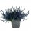 Calluna Teinte (pot 11 cm Ø).