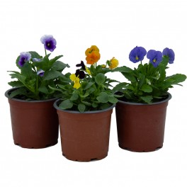 Viola