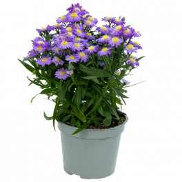 Aster Alpino (maceta 13 cm ø)