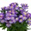 Aster Alpinus (test 13 cm ø)