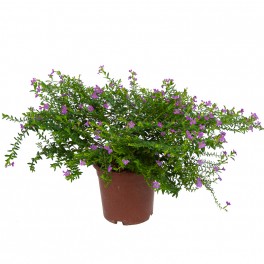 Bacopa (vaso 13 cm ø)