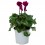 Mini Cyclamen (pot 10,5 cm Ø)