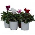 Cyclamen mini (maceta 11 cm Ø)