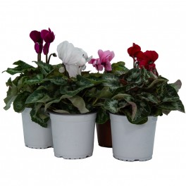 Mini Cyclamen (pot 10,5 cm Ø)