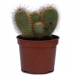 Mammillaria Spinosissima