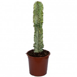 Euphorbia ingens matizado (vaso de 23 cm ø)