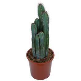 Cereus peruvianus (vaso de 23 cm ø)