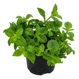 Aptemia Cordifolia (pot 10,5 cm ø).