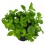 Aptemia Cordifolia (pot 10,5 cm ø).