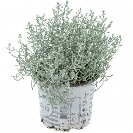 Cineraria Marítima