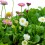 Bellis perennis o margarida dos prados