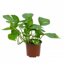 Pothos suspendus