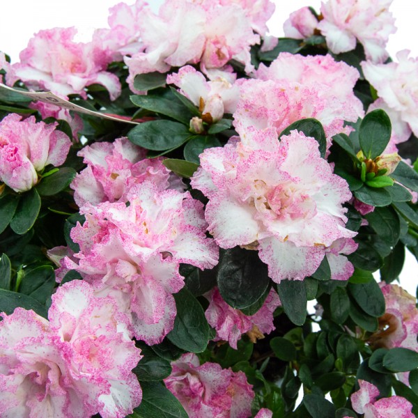 Comprar azalea en Germigarden des de 7,75€