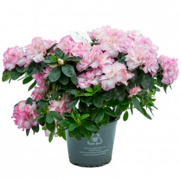 Comprar azalea en Germigarden des de 7,75€