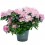 Azalea (maceta 12 cm ø)