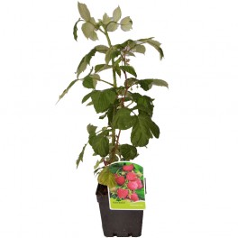 Framboesa vermelha (pote de 2 litros)