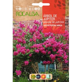 Llavor aromàtica Cilantre