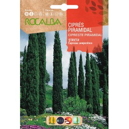 Semente de cipreste piramidal