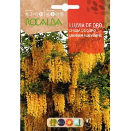 Semilla de lluvia de oro (laburnum anagyroides)