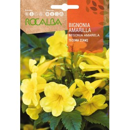 Semilla Bignonia amarilla (Tecoma Stans)